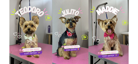 Corte de pelo canino especializado por raza en Puente Alto — Perrichic